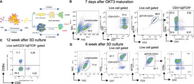 Lineage tracing of T cell differentiation from T-iPSC by 2D feeder-free culture and 3D organoid culture